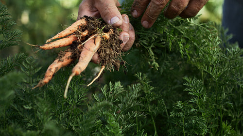 Close up video of plucking a carrot from a patch