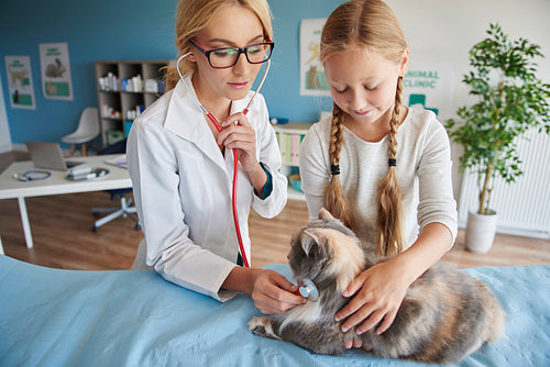 Doctor checking the pulse of the cat