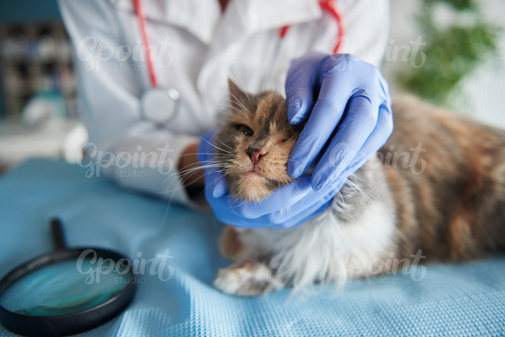 Close up of a very ill cat