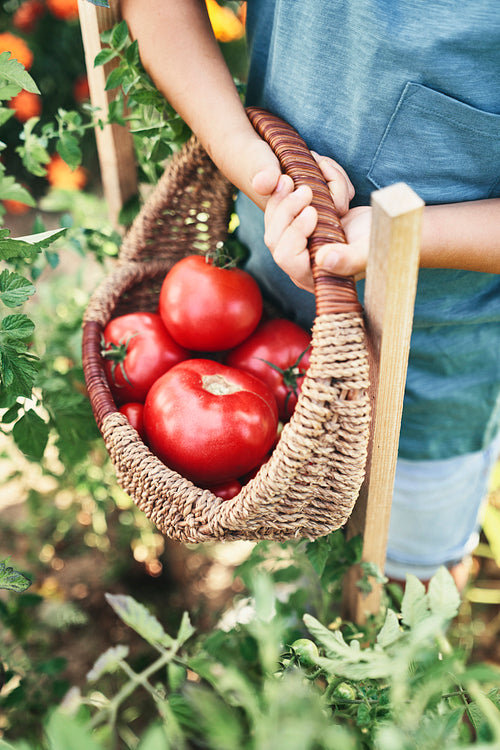 Close up of child holding full wicker basket with tomatoes
