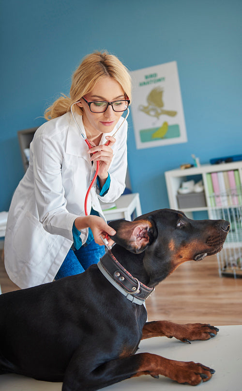 Doctor checking dog's ears condition