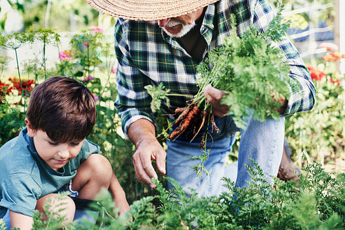 Boy with grandpa picking carrots from a vegetable patch