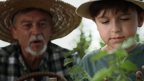 Video of boy picking tomatoes together with his grandfather