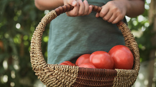 Close up video of full wicker basket with tomatoes