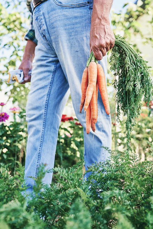 Close up of farmer holding carrots in his hand