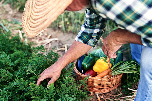 Close up of farmer gathering ripe vegetables from his vegetable garden