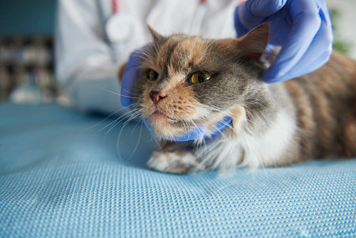Close up on examined cat