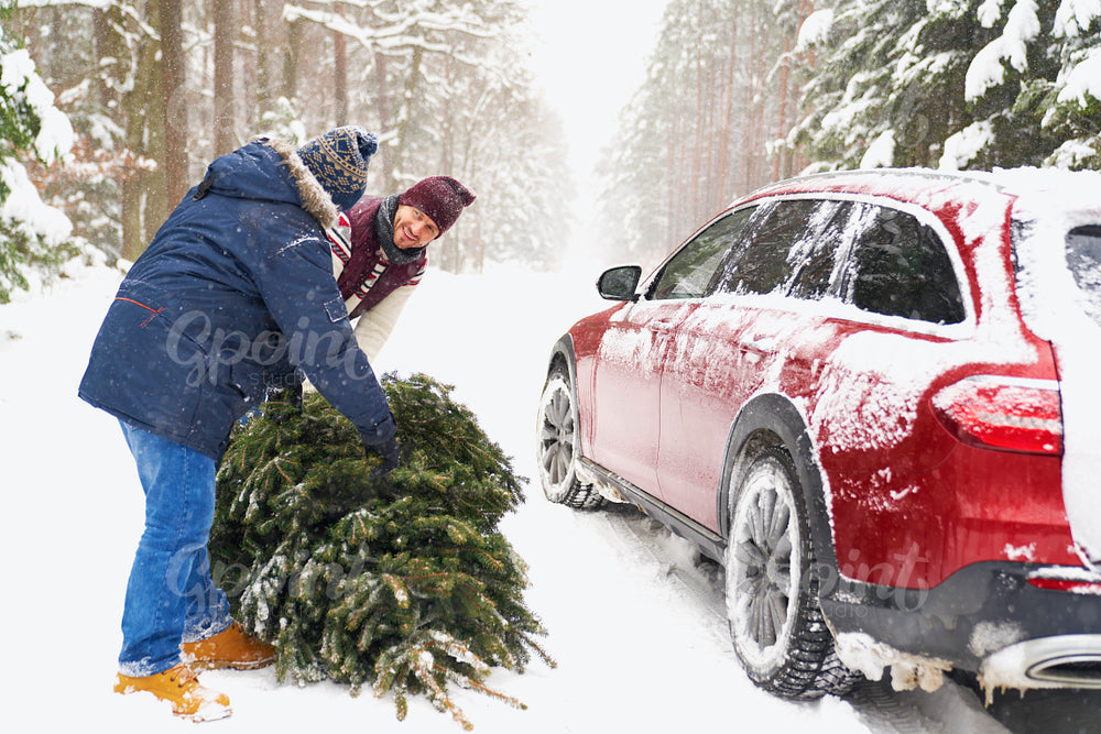Man with senior father packing Christmas tree on car 