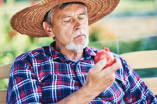Close up of senior man eating ripe tomatoes