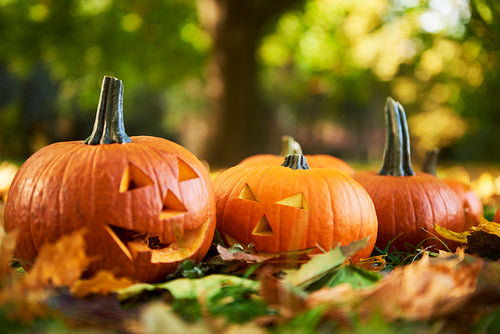 Close up of  halloween pumpkins in autumn forest