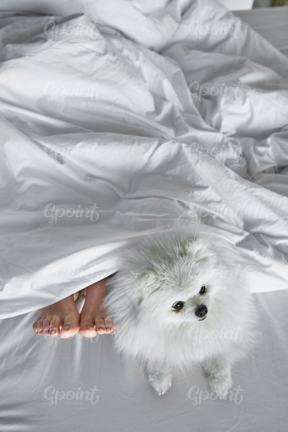 Dog and his sleeping owner in bed