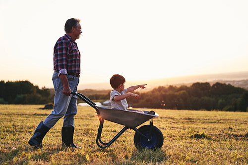 Grandfather driving his grandson in wheelbarrows at sunset