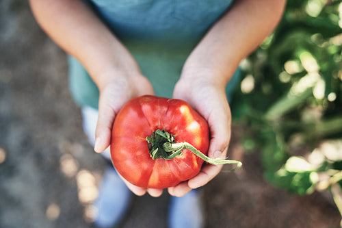 Close up of ripe tomato in the hands of a child