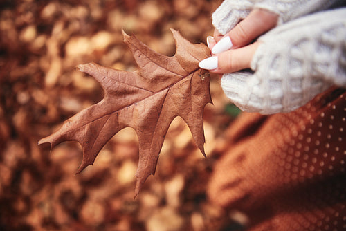 Close up of autumn leaf in hands in forest