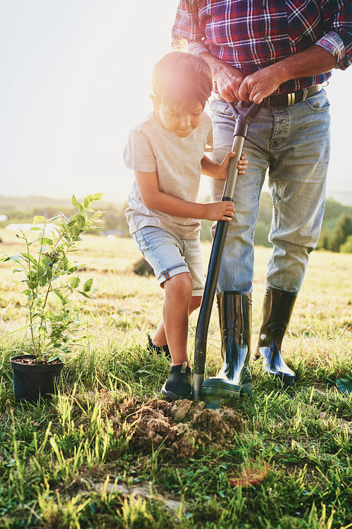 Boy helping to plant a tree
