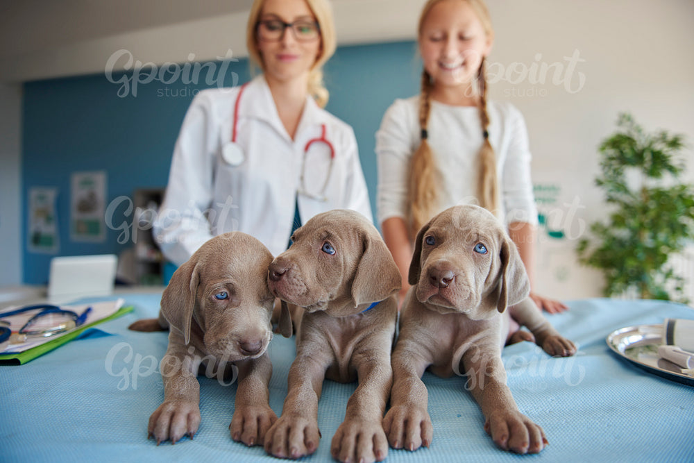 Low angle view on little puppies