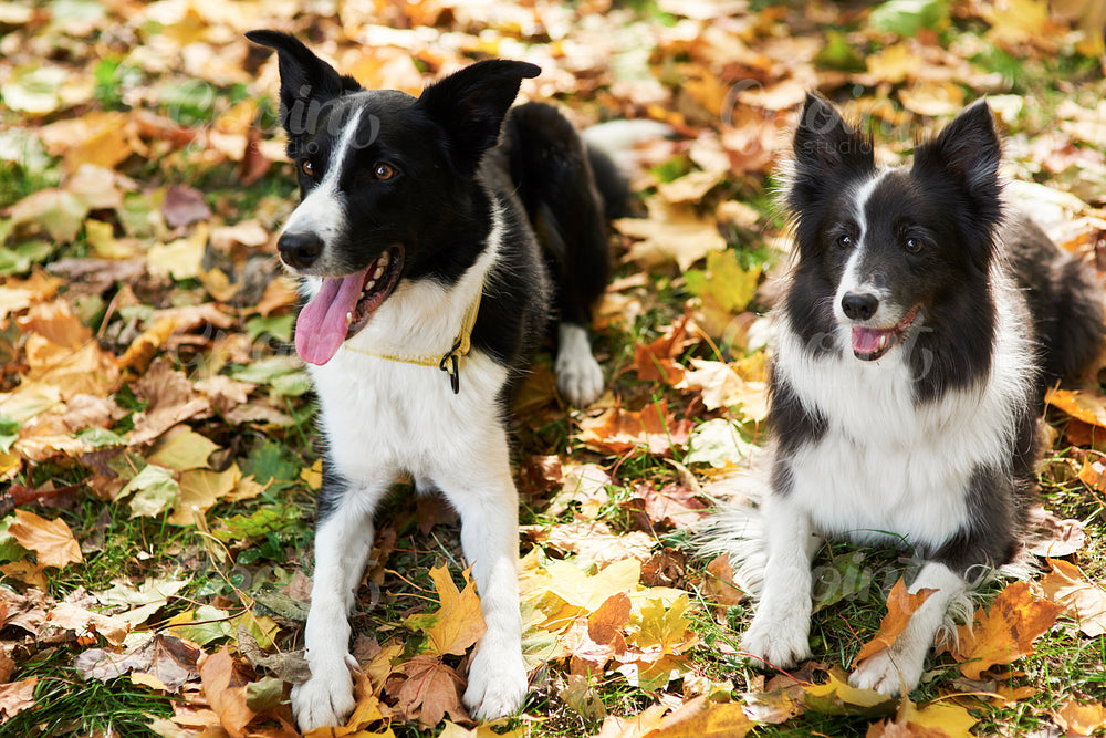 Two happy dogs among autumnal leaves