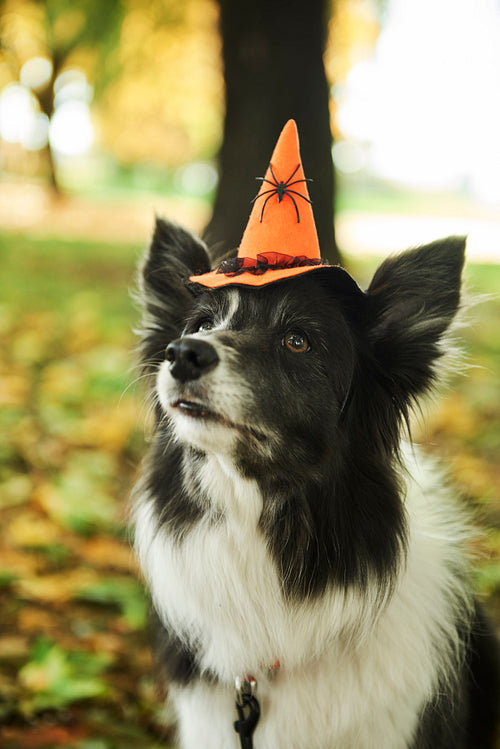 Dog is wearing witch’s hat