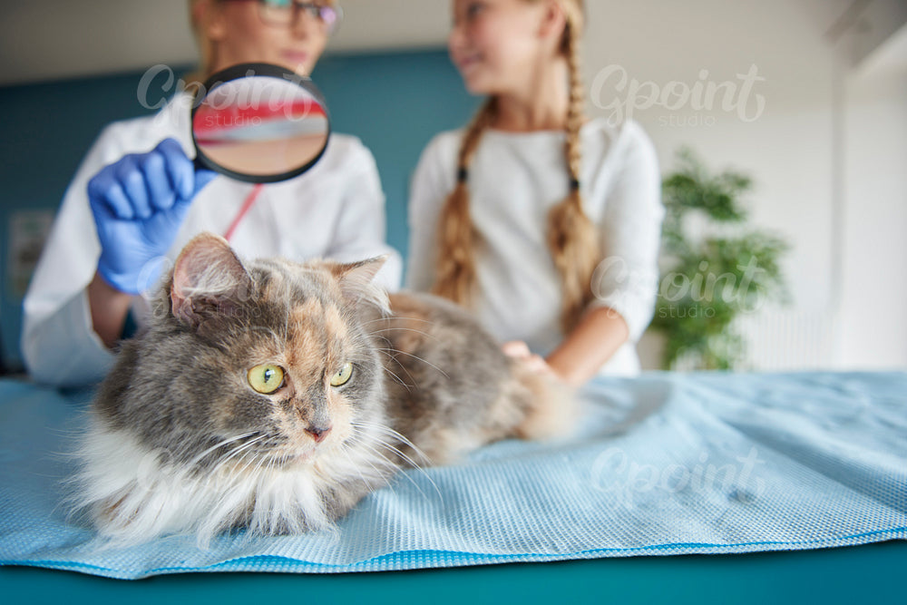 Cat examination with a magnifying glass