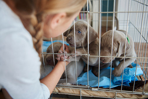 Girl next to the cage with puppies