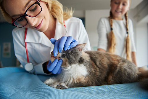 Vet checking condition of cat's teeth
