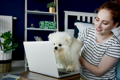 Pet dog as a helper in home office