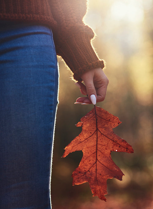 Close up of woman’s hand holding big autumnal leaf