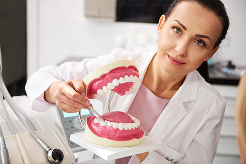 Portrait of smiling dentist holding artificial dentures