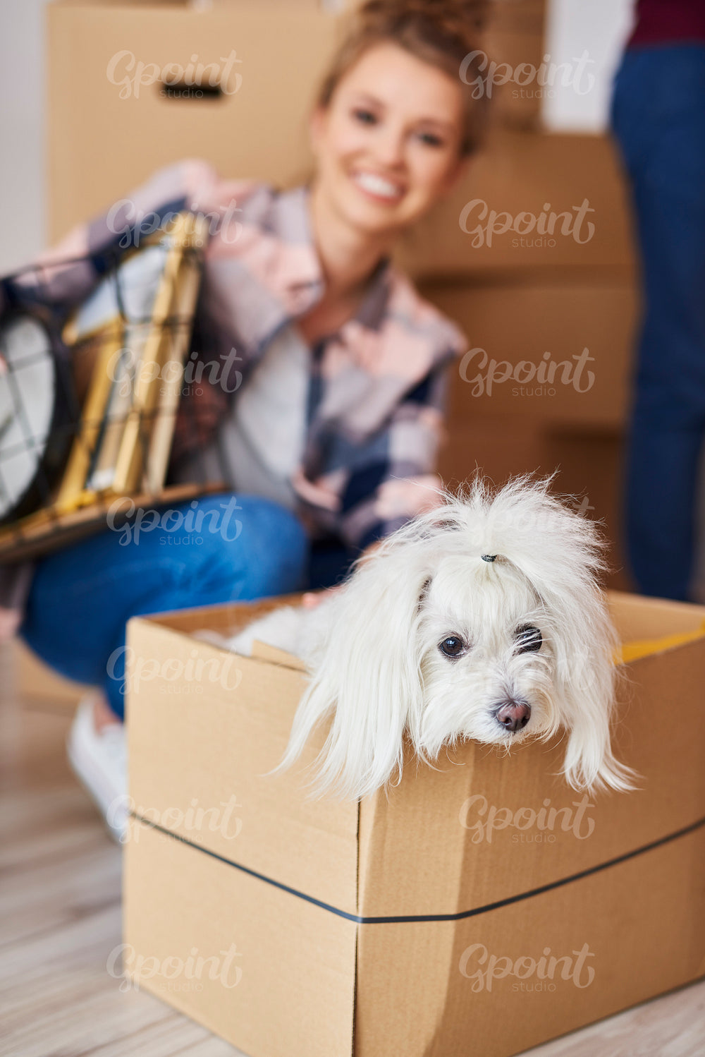 Small dog sitting in moving box