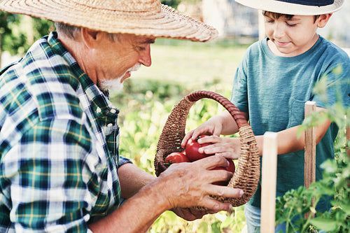 Close up of grandfather and grandson picking ripe tomatoes